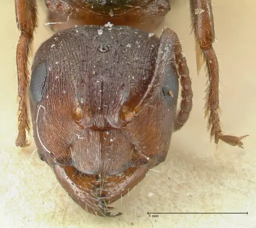 Notoncus ectatommoides specimen FOCOL2224 image focol2224_2