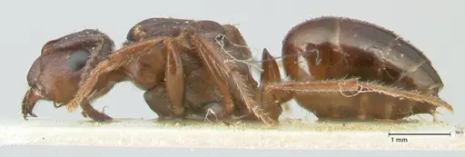 Notoncus ectatommoides specimen FOCOL2224 image focol2224_3