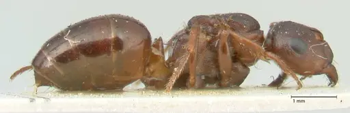 Notoncus ectatommoides specimen FOCOL2224 image focol2224_4