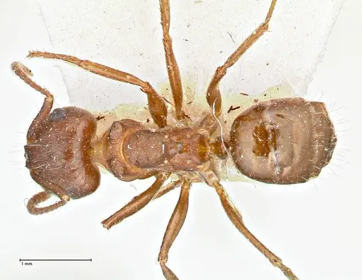 Notoncus ectatommoides specimen FOCOL2962 image focol2962_1
