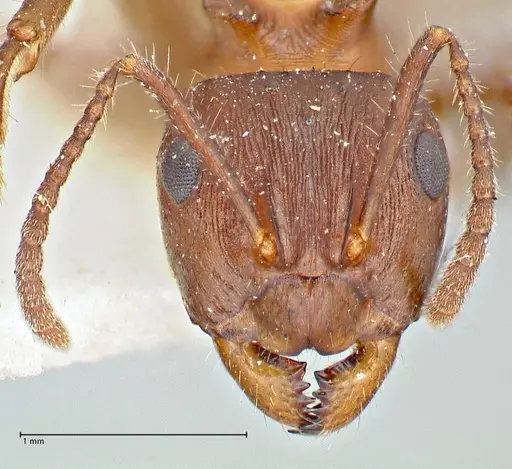 Notoncus ectatommoides specimen FOCOL2962 image focol2962_2