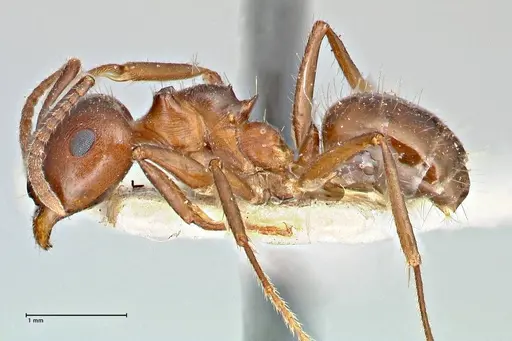 Notoncus ectatommoides specimen FOCOL2962 image focol2962_3