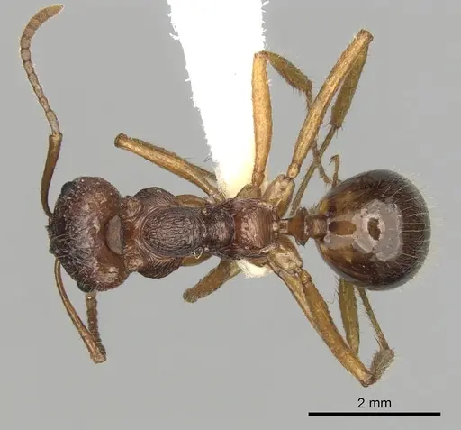 Notoncus enormis specimen CASENT0280564 image casent0280564_1