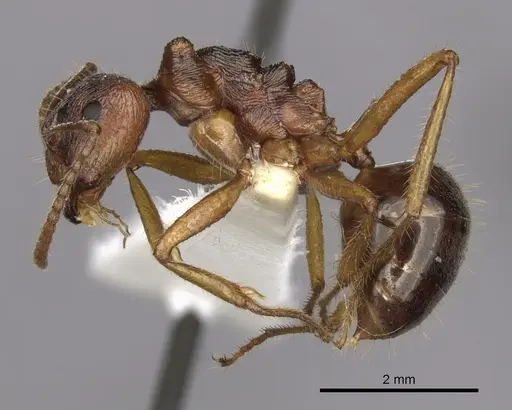 Notoncus enormis specimen CASENT0280564 image casent0280564_3
