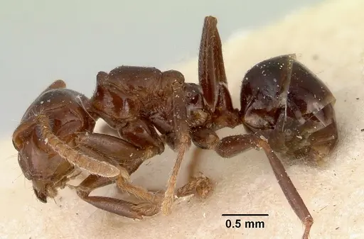 Notoncus gilberti specimen CASENT0172021 image casent0172021_3