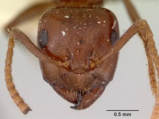 Notoncus gilberti specimen CASENT0172022 image casent0172022_2