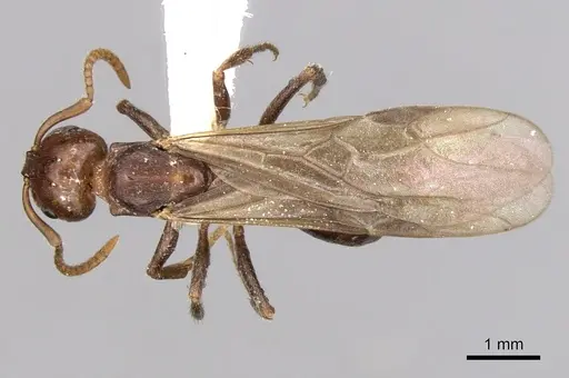 Notoncus gilberti specimen CASENT0280559 image casent0280559_1
