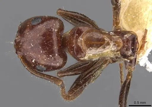 Notoncus gilberti specimen CASENT0909838 image casent0909838_1