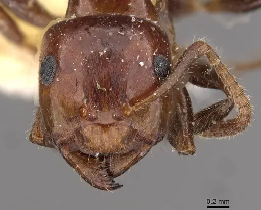 Notoncus gilberti specimen CASENT0909838 image casent0909838_2