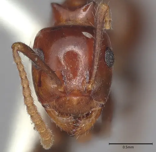 Notoncus gilberti specimen CASENT4036276 image casent4036276_1