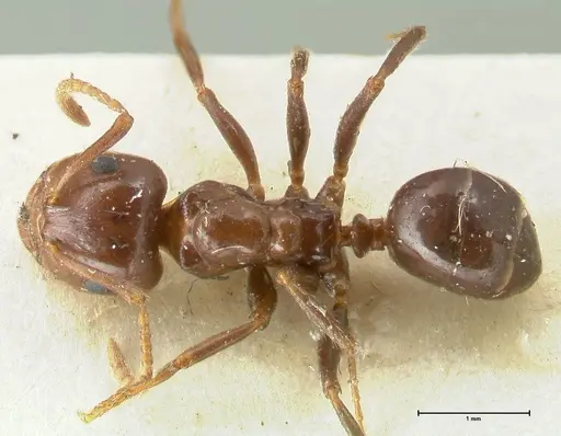 Notoncus gilberti specimen FOCOL2217 image focol2217_1