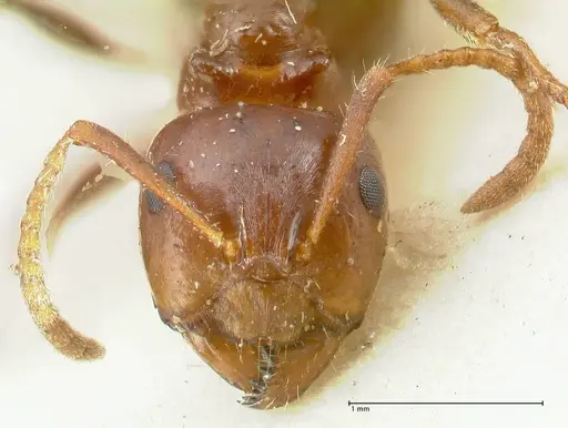 Notoncus gilberti specimen FOCOL2217 image focol2217_2