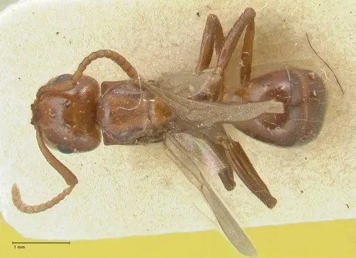 Notoncus gilberti specimen FOCOL2218 image focol2218_1