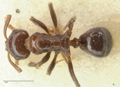 Notoncus gilberti specimen FOCOL2219 image focol2219_1