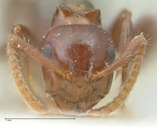 Notoncus gilberti specimen FOCOL2219 image focol2219_2