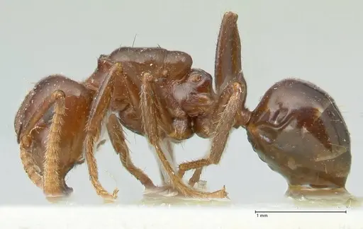 Notoncus gilberti specimen FOCOL2219 image focol2219_3