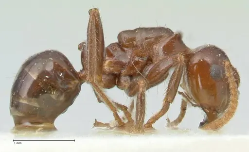 Notoncus gilberti specimen FOCOL2219 image focol2219_4