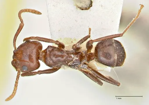 Notoncus gilberti specimen FOCOL2963 image focol2963_1