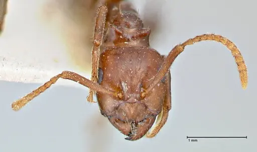 Notoncus gilberti specimen FOCOL2963 image focol2963_2
