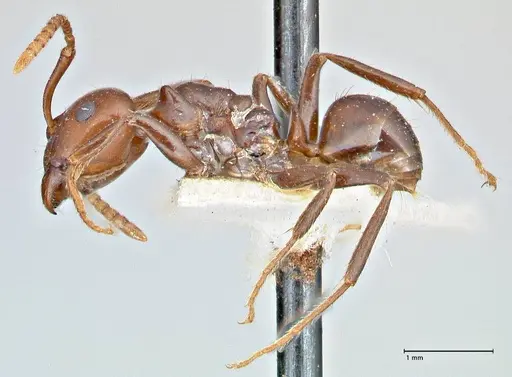 Notoncus gilberti specimen FOCOL2963 image focol2963_3