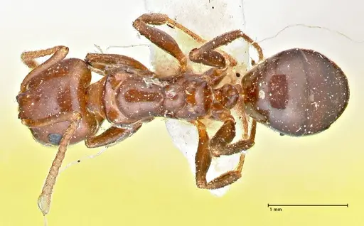 Notoncus gilberti specimen FOCOL2964 image focol2964_1