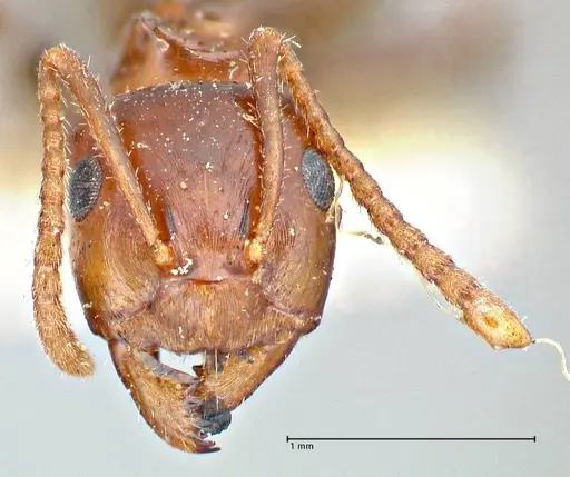 Notoncus gilberti specimen FOCOL2964 image focol2964_2