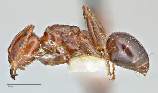 Notoncus gilberti specimen FOCOL2964 image focol2964_3