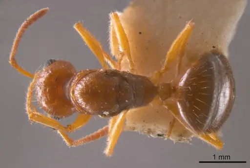 Notoncus hickmani specimen ANTWEB1008216 image antweb1008216_1