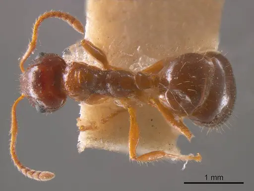 Notoncus hickmani specimen ANTWEB1008217 image antweb1008217_1