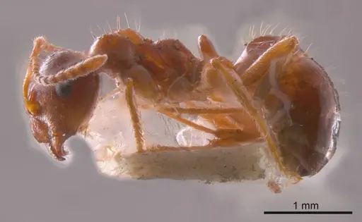 Notoncus hickmani specimen ANTWEB1008217 image antweb1008217_2