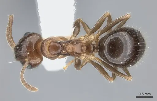 Notoncus hickmani specimen CASENT0217731 image casent0217731_1