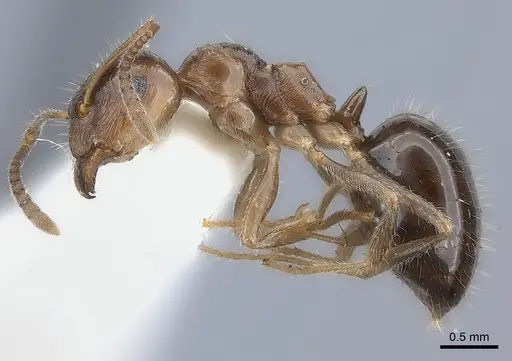 Notoncus hickmani specimen CASENT0217731 image casent0217731_3