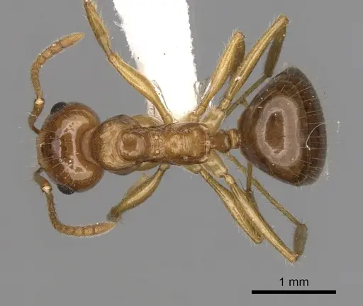 Notoncus hickmani specimen CASENT0280560 image casent0280560_1
