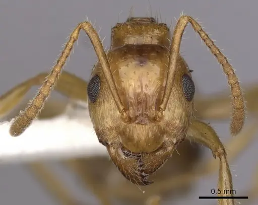 Notoncus hickmani specimen CASENT0280560 image casent0280560_2