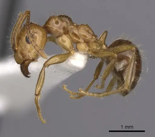 Notoncus hickmani specimen CASENT0280560 image casent0280560_3