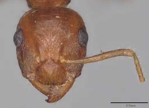 Notoncus hickmani specimen CASENT4036277 image casent4036277_1