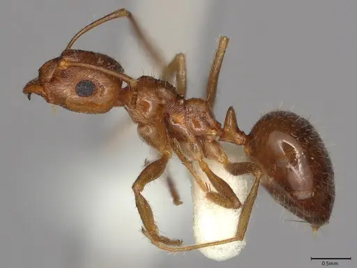 Notoncus hickmani specimen CASENT4036277 image casent4036277_2