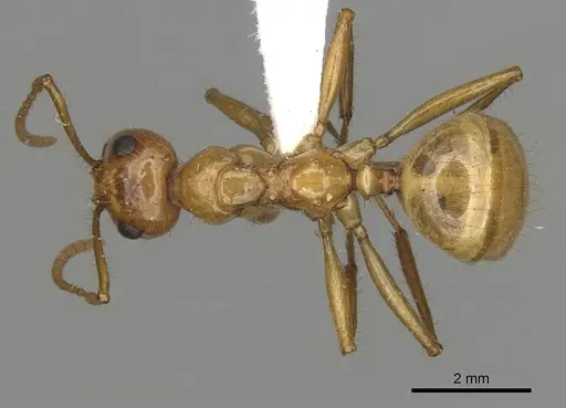 Notoncus spinisquamis specimen CASENT0280565 image casent0280565_1