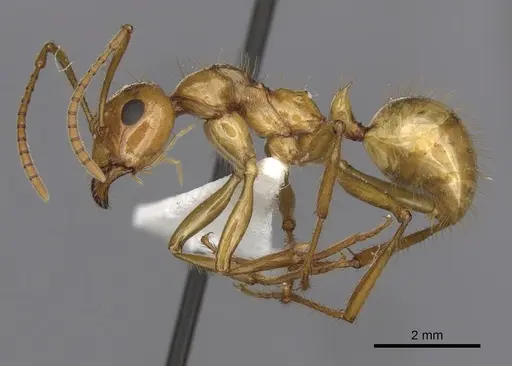 Notoncus spinisquamis specimen CASENT0280565 image casent0280565_3