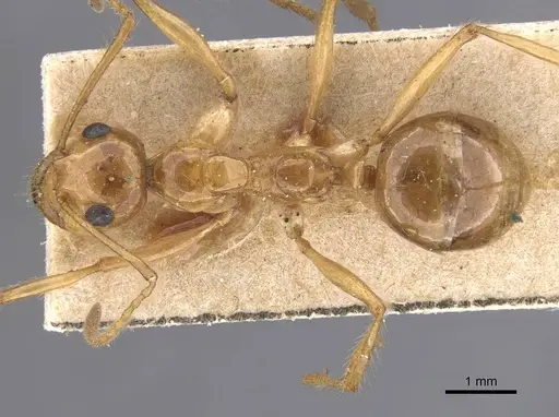 Notoncus spinisquamis specimen CASENT0913756 image casent0913756_1