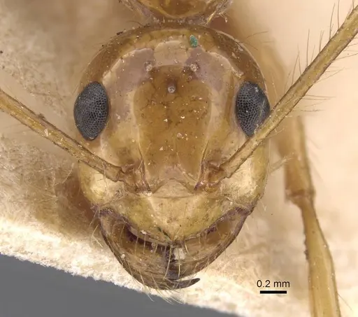 Notoncus spinisquamis specimen CASENT0913756 image casent0913756_2