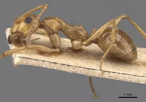 Notoncus spinisquamis specimen CASENT0913756 image casent0913756_3