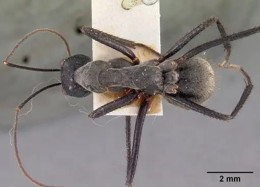 Notostigma carazzii specimen CASENT0102089 image casent0102089_1