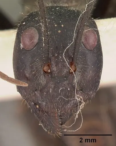 Notostigma carazzii specimen CASENT0102089 image casent0102089_2