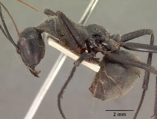 Notostigma carazzii specimen CASENT0102089 image casent0102089_3
