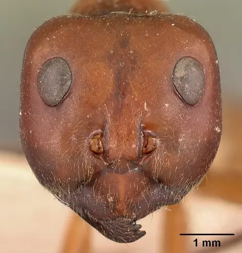 Notostigma carazzii specimen CASENT0102090 image casent0102090_2