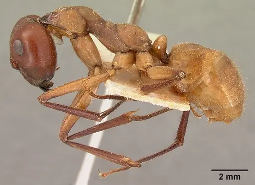 Notostigma carazzii specimen CASENT0102090 image casent0102090_3
