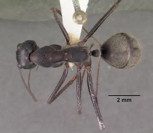 Notostigma carazzii specimen CASENT0102377 image casent0102377_1