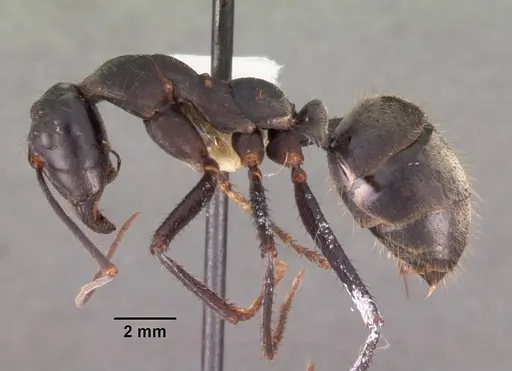 Notostigma carazzii specimen CASENT0102377 image casent0102377_3