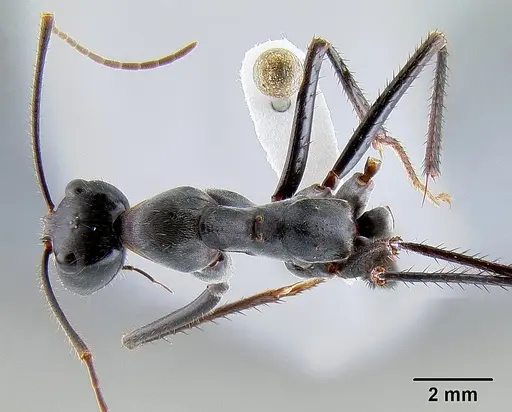 Notostigma carazzii specimen CASENT0106112 image casent0106112_1